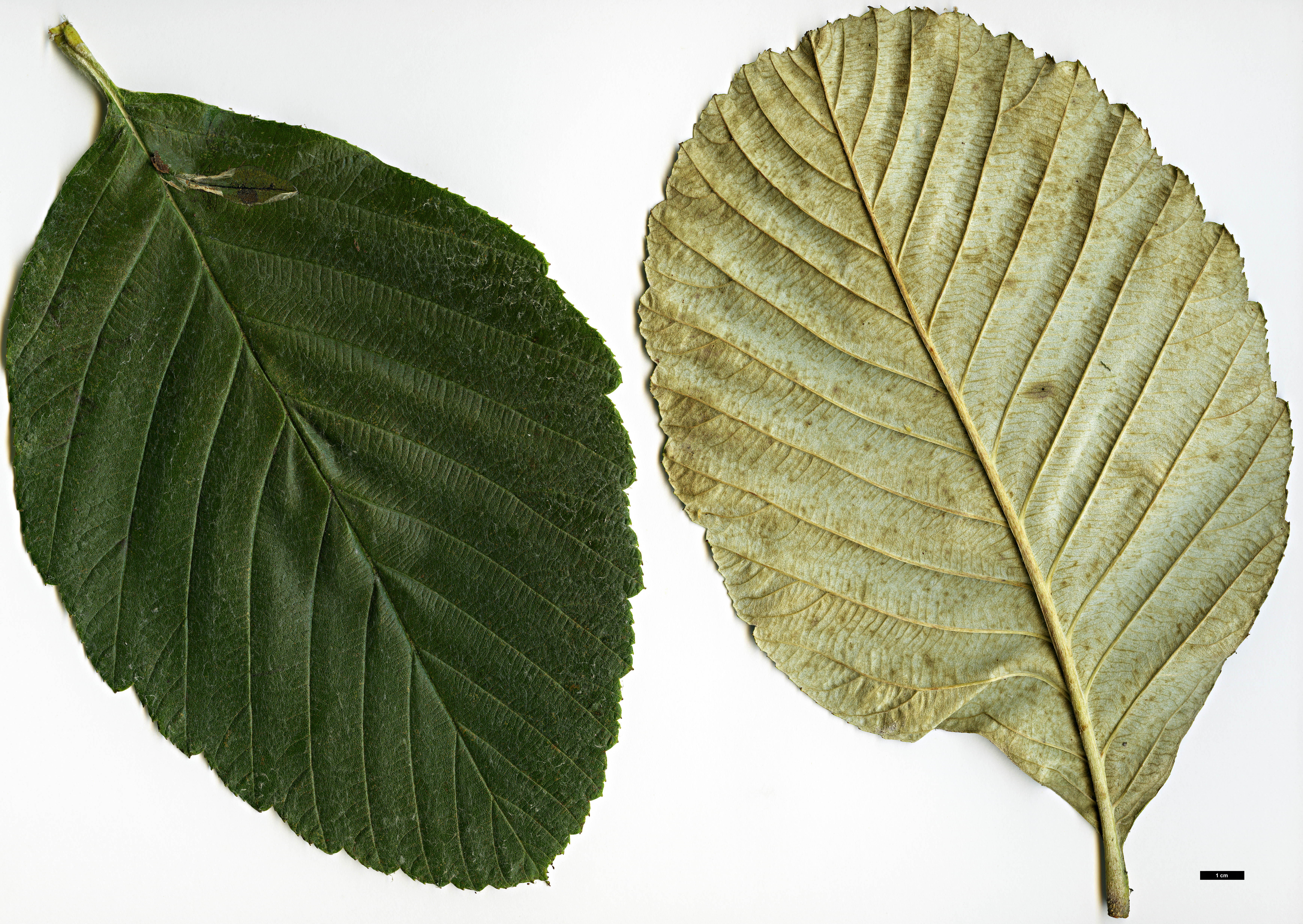 High resolution image: Family: Rosaceae - Genus: Sorbus - Taxon: 'Harold Hillier'